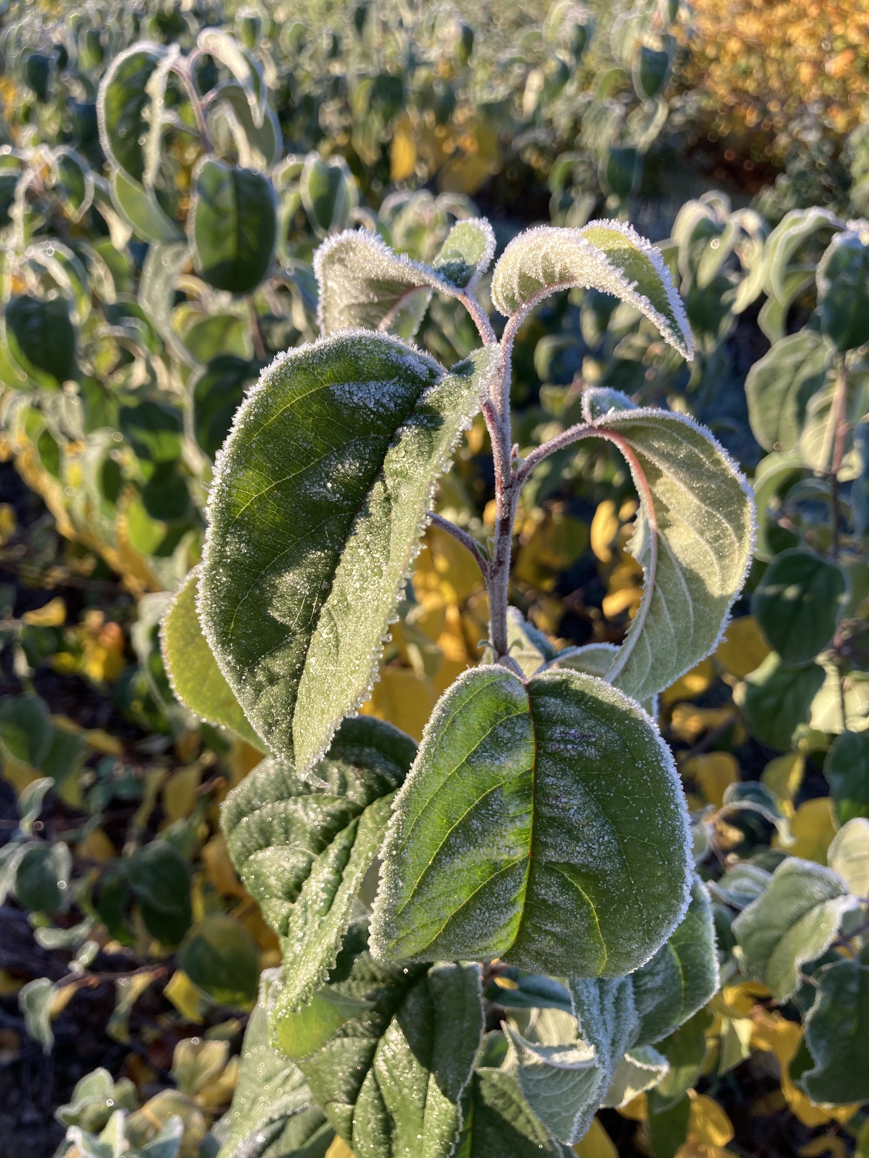 Frost on buds
