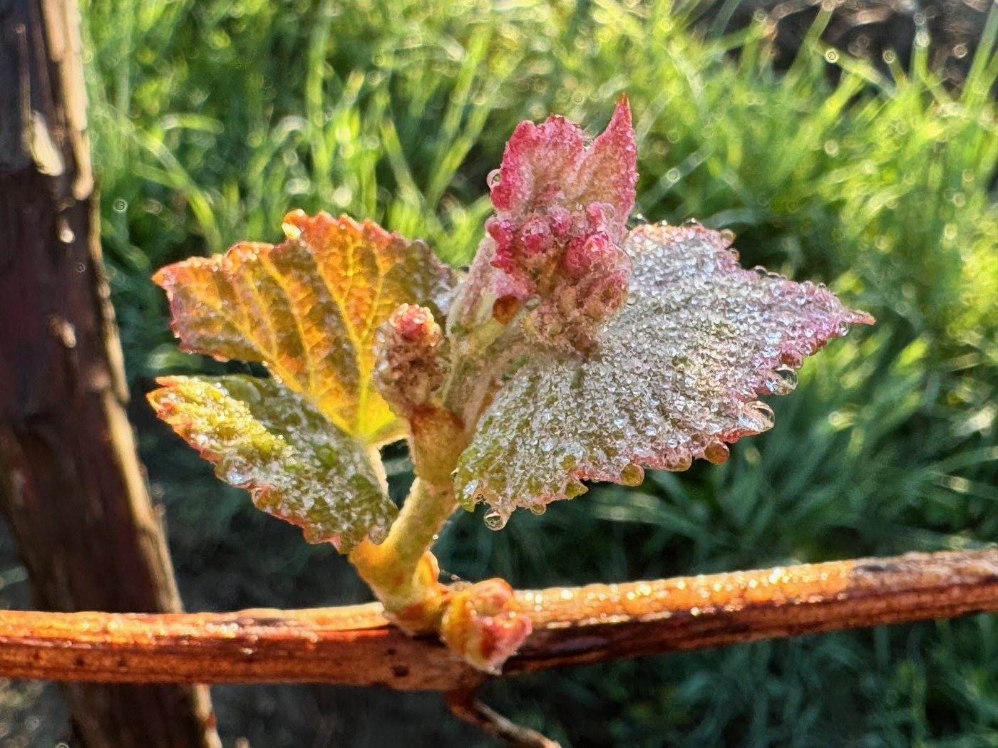 Grapevine bud breaking in spring, covered in dew