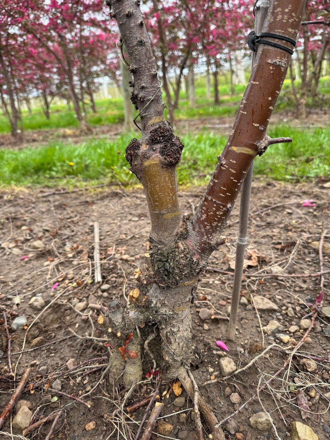 Grafted apple tree with an interstem