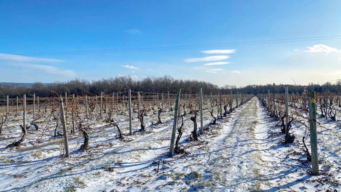 Chaotic springs, long summers mean uncertainty for NY grape growers