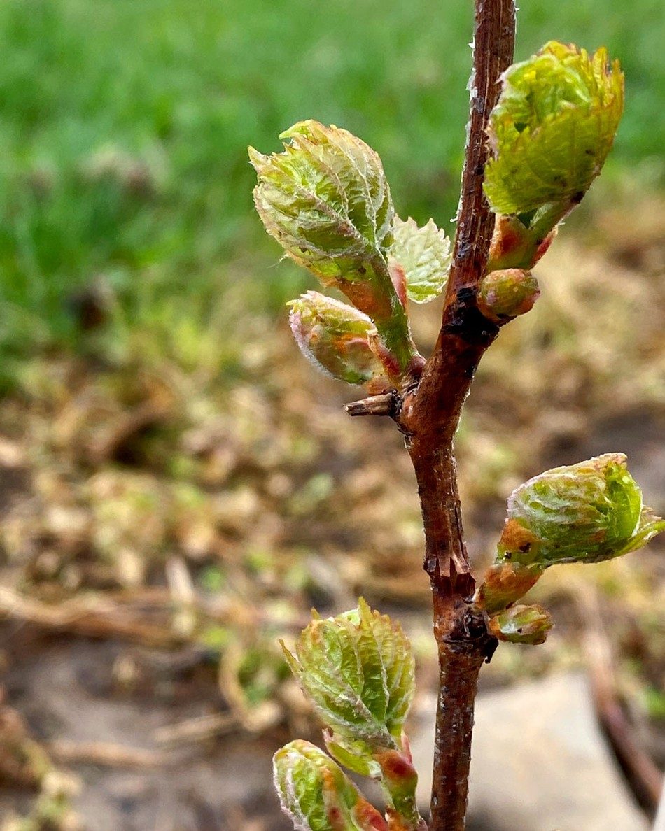 Computer model helps grape growers adapt to shorter winters