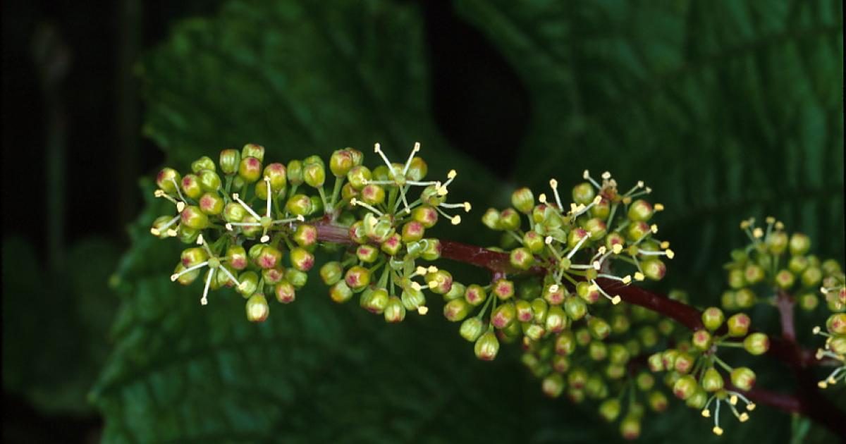 Grape genetics research reveals what makes the perfect flower