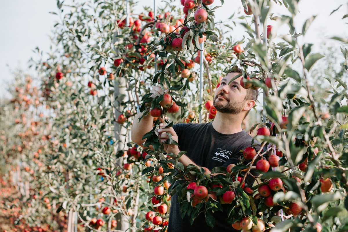 Weathering the Shift: Climate Stress in Orchards