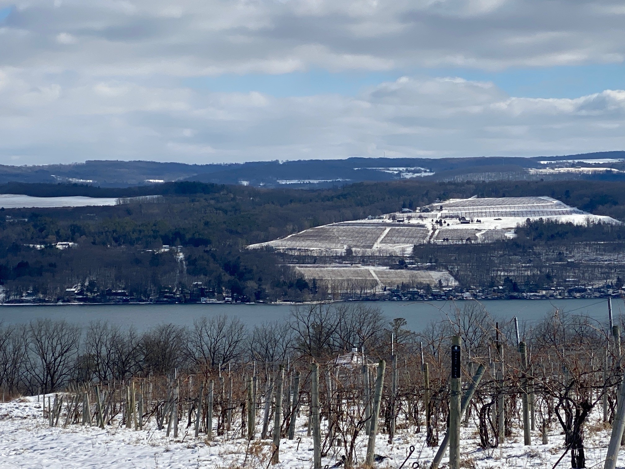 Winter vineyard